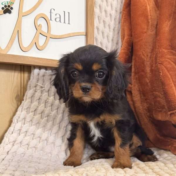 Bandit, Cavalier King Charles Spaniel Puppy